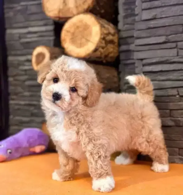 Maltipoo Yavru Akıllı Ve tüy Dokmeyen Dostunuz