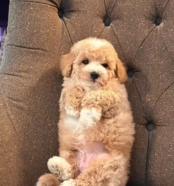 Maltipoo Yavru Akıllı Ve tüy Dokmeyen Dostunuz