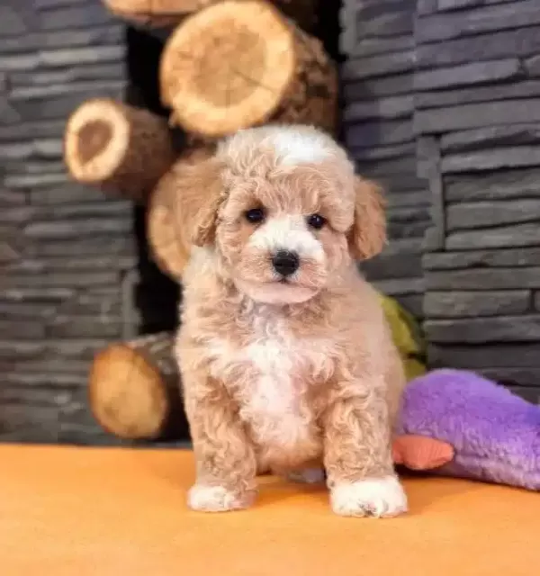 Maltipoo Yavru Akıllı Ve tüy Dokmeyen Dostunuz