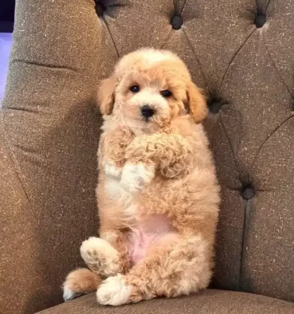 Maltipoo Yavru Akıllı Ve tüy Dokmeyen Dostunuz
