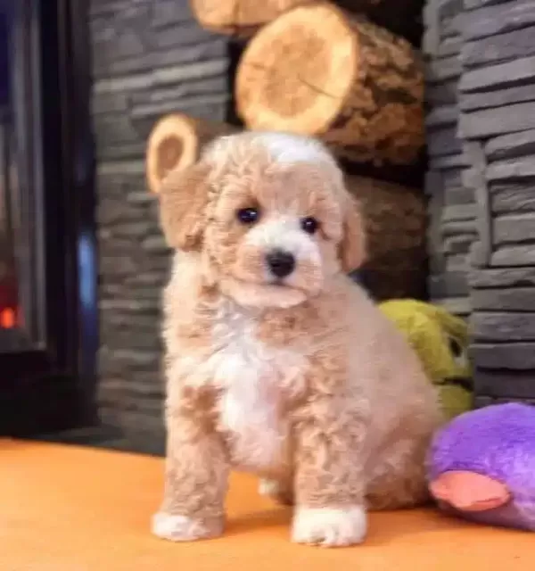 Maltipoo Yavru Akıllı Ve tüy Dokmeyen Dostunuz