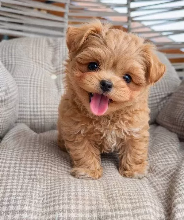 Irk Ve Sağlık Garantili Cok Minik Maltipoo Bebekler