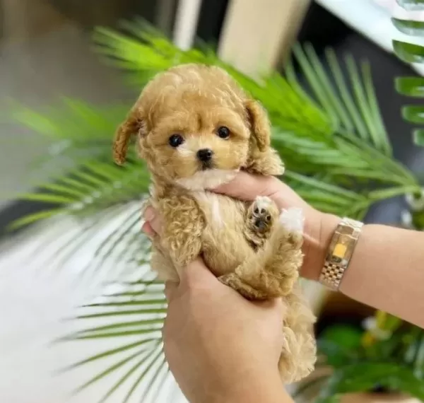 Irk Ve Sağlık Garantili Cok Minik Maltipoo Bebekler