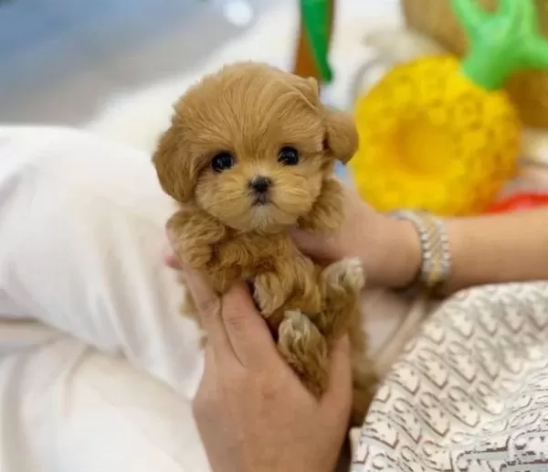 Irk Ve Sağlık Garantili Cok Minik Maltipoo Bebekler