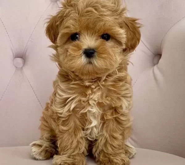 Irk Ve Sağlık Garantili Cok Minik Maltipoo Bebekler