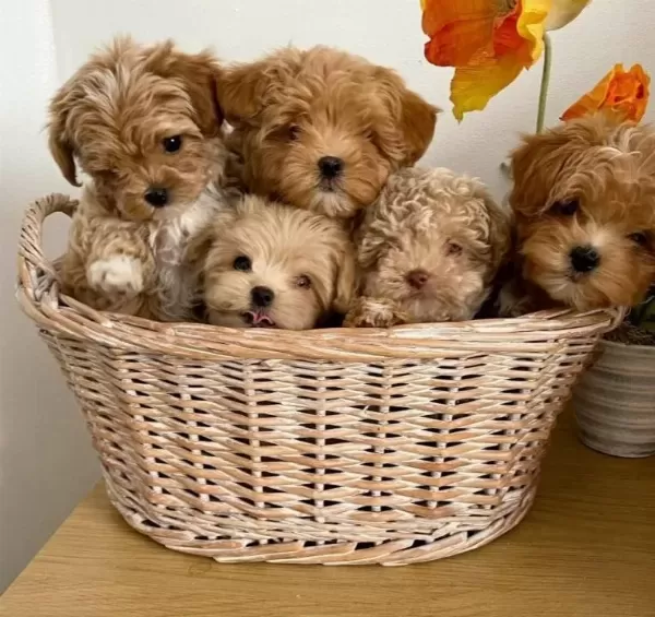 Irk Ve Sağlık Garantili Cok Minik Maltipoo Bebekler