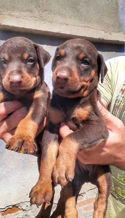 Sampiyon Soydan Doberman Yavrular