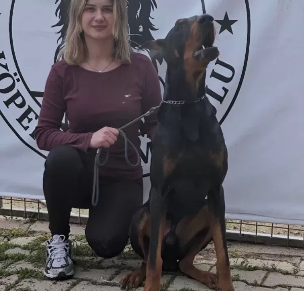 Ful Eğitimli Doberman