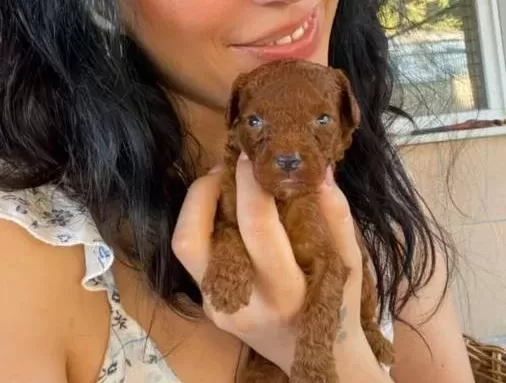 Poodle Kızıl Kıvırcık Yumaklar