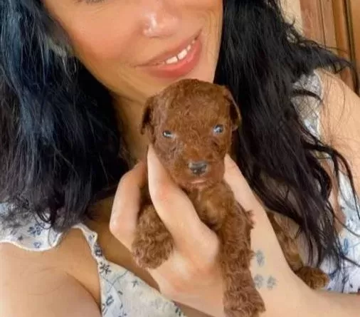 Poodle Kızıl Kıvırcık Yumaklar