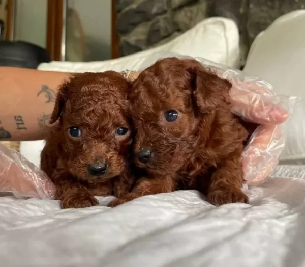 Poodle Kızıl Kıvırcık Yumaklar