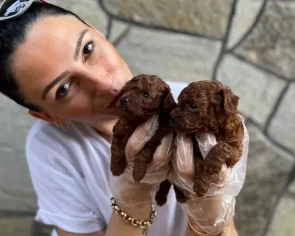 Poodle Kızıl Kıvırcık Yumaklar