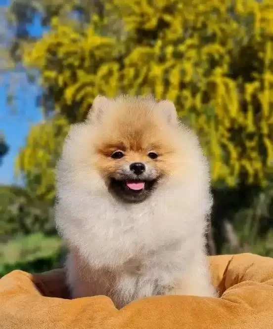 Pofuduk Bobo Yavrumuz