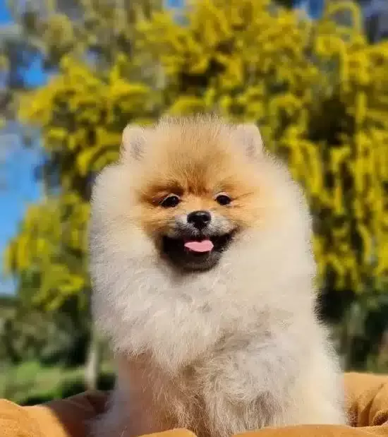 Pofuduk Bobo Yavrumuz