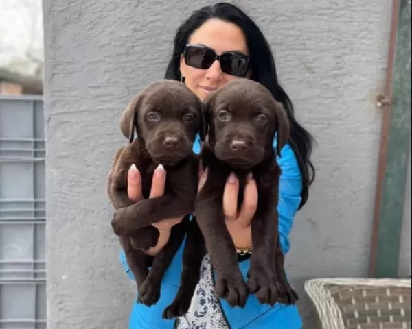 Labrador Yavrularım Sağlık Ve Irk Garantilidir