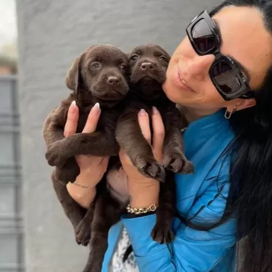 Labrador Yavrularım Sağlık Ve Irk Garantilidir