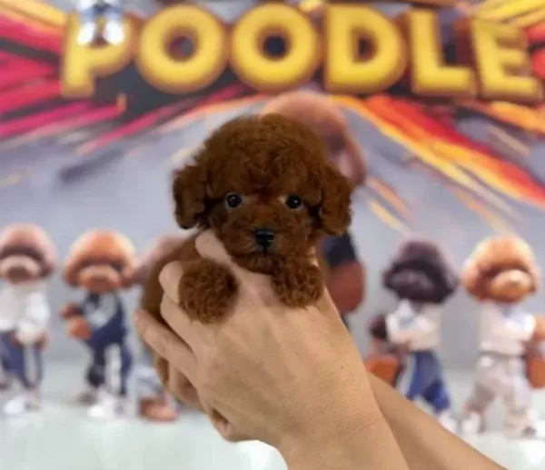 Mini Teacup Poodle Yavrumuz