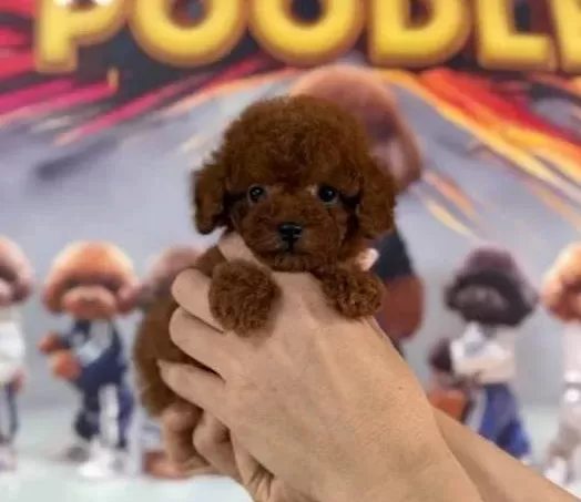 Mini Teacup Poodle Yavrumuz
