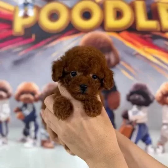 Mini Teacup Poodle Yavrumuz