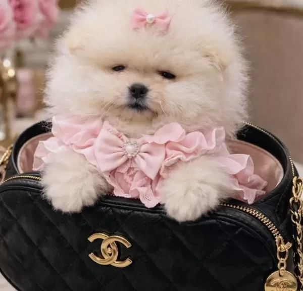 Kucuk Boy Kucuk Prenses Pomeranian Boo