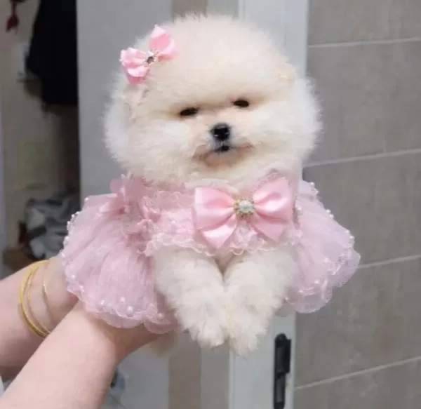 Kucuk Boy Kucuk Prenses Pomeranian Boo