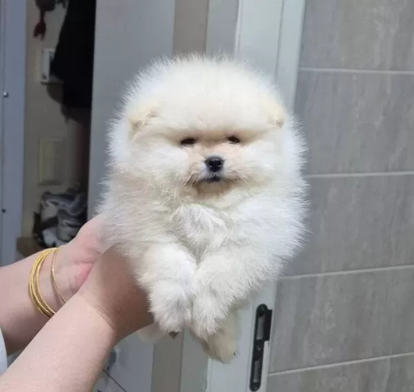 Kucuk Boy Kucuk Prenses Pomeranian Boo