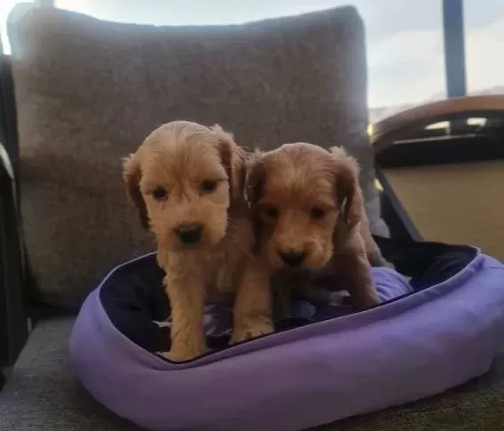 Poodle Ayarında Maltipo