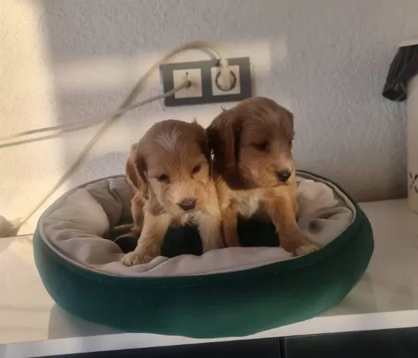 Teslime Hazır Minyatür Minnaklarım