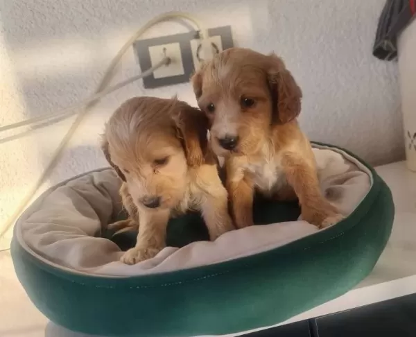 Teslime Hazır Minyatür Minnaklarım