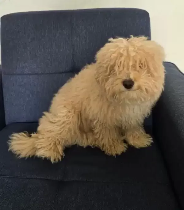 Maltipoo Erkek Yavrumuz