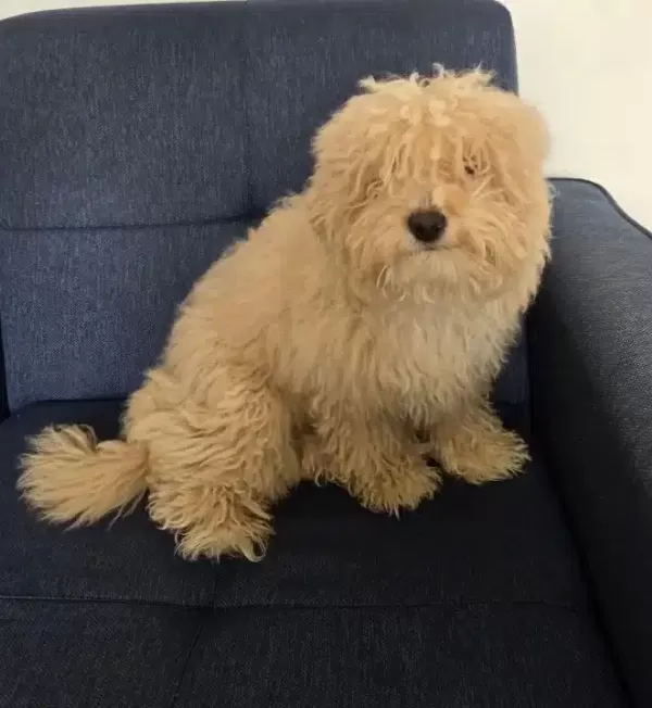 Maltipoo Erkek Yavrumuz