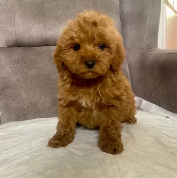Mini Boy Maltipoo Oglumuz