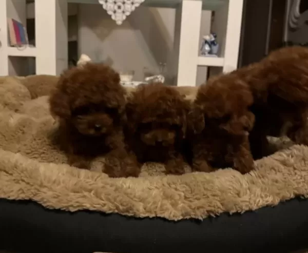 Pırıl Pırıl Kahverengi Orjinal Poodle
