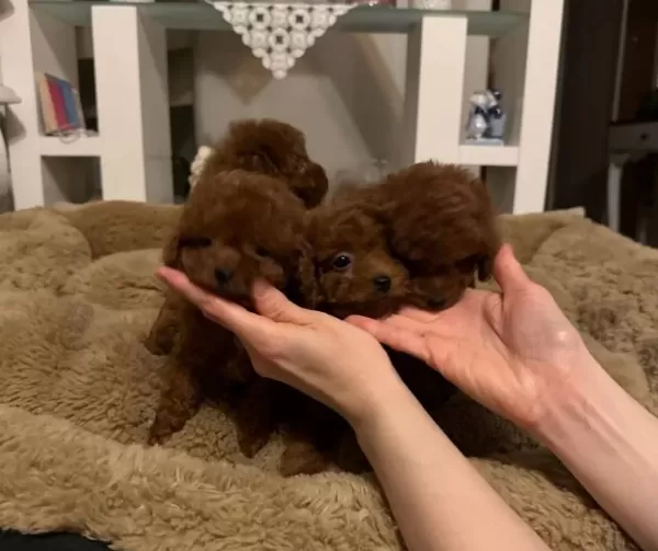 Pırıl Pırıl Kahverengi Orjinal Poodle