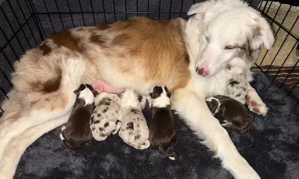 Prens Ve Prenses Border Collie Yavruları