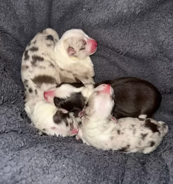 Prens Ve Prenses Border Collie Yavruları