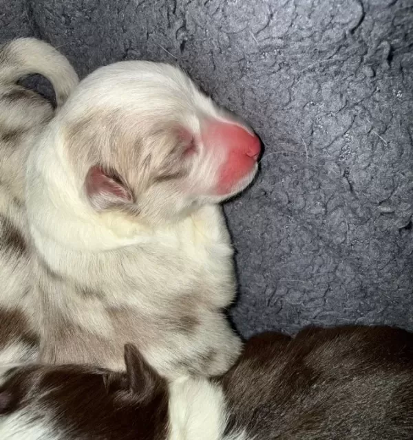 Prens Ve Prenses Border Collie Yavruları