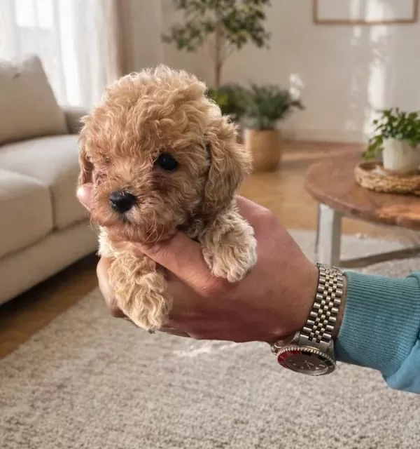 Kendi Köpeğimin Yavruları