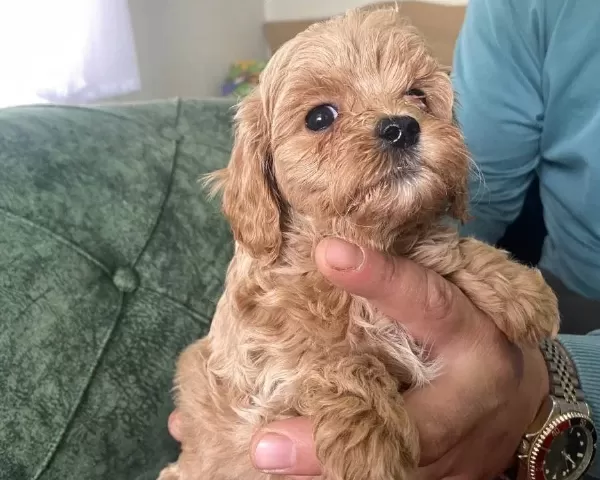 Kendi Köpeğimin Yavruları