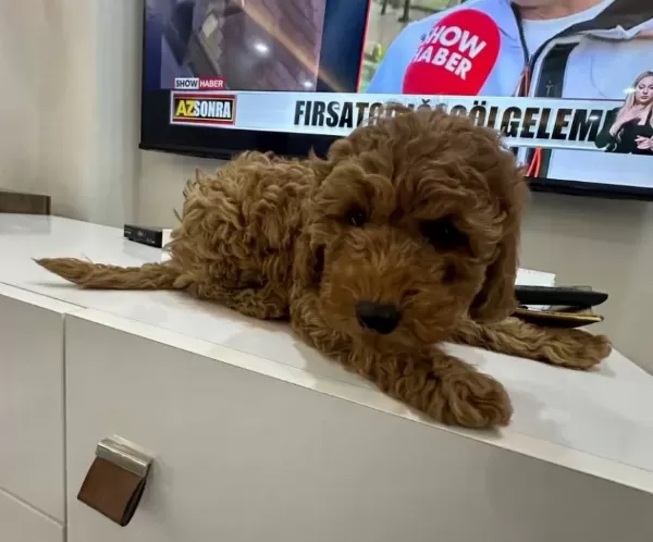 tüy Dokmeyen Poodle Yavrumuz