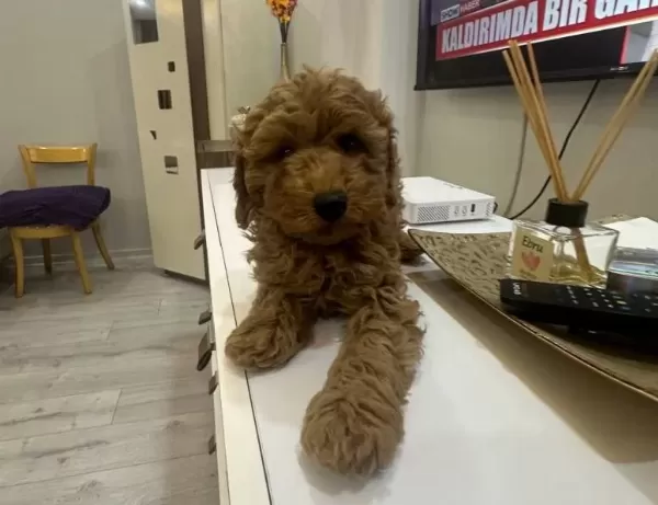 tüy Dokmeyen Poodle Yavrumuz