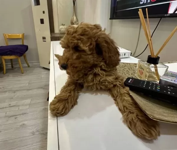 tüy Dokmeyen Poodle Yavrumuz