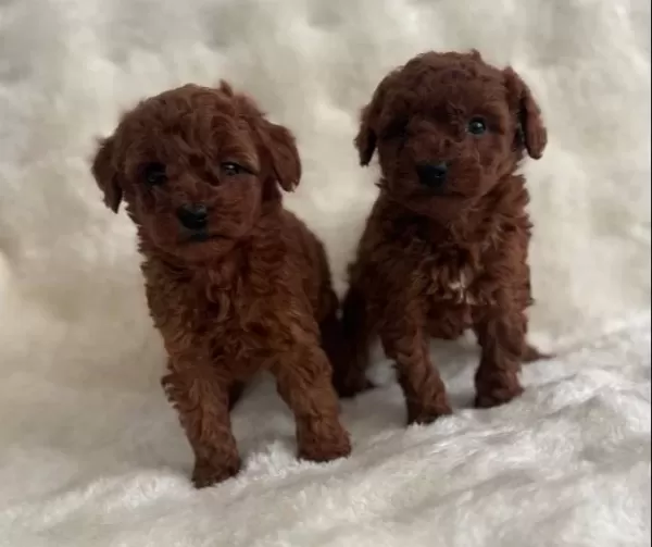 Bebek Yüz Poodle Yavrularımız