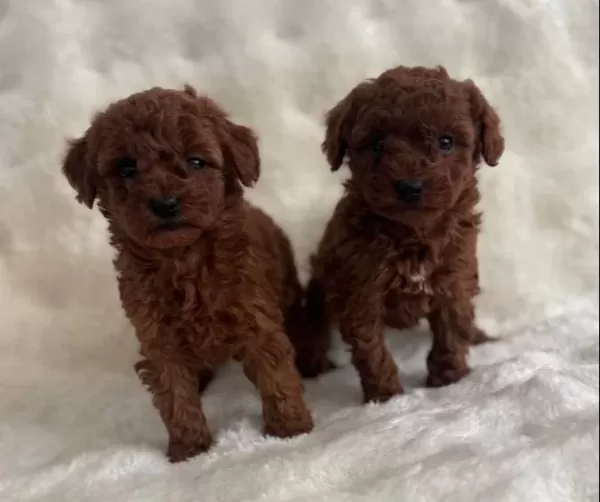 Bebek Yüz Poodle Yavrularımız
