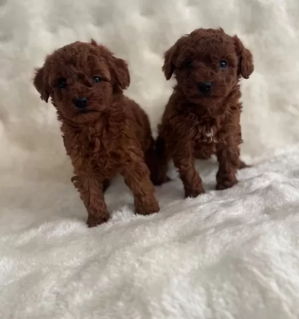 Bebek Yüz Poodle Yavrularımız