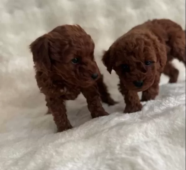 Bebek Yüz Poodle Yavrularımız