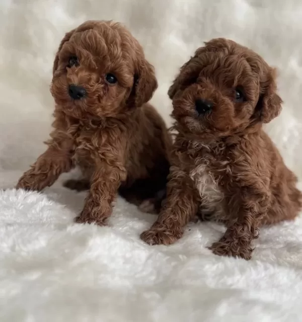 Kıvırcık Neşe Yumakları Toy Poodle Yavruları