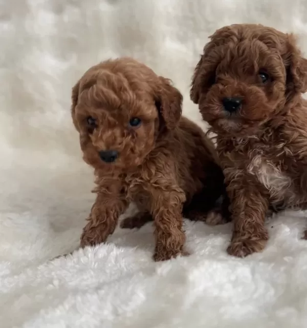 Kıvırcık Neşe Yumakları Toy Poodle Yavruları