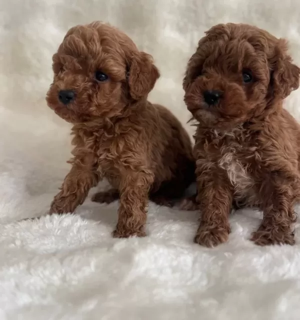 Kıvırcık Neşe Yumakları Toy Poodle Yavruları