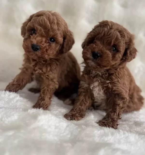 Kıvırcık Neşe Yumakları Toy Poodle Yavruları
